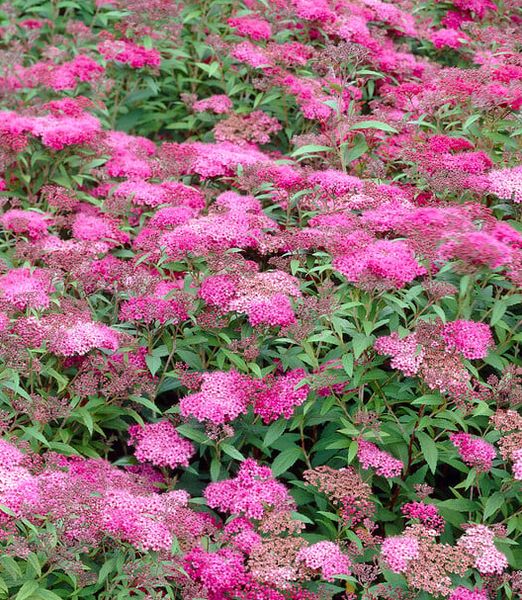 Spiraea japonica 'Manon'
